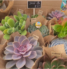 9 עובדות שאולי לא ידעתם על סוקולנטים