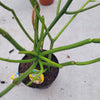 Euphorbia tirucalli 'Sticks On Fire צמח אש