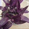 Tradescantia zebrina - Purple