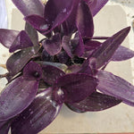 Tradescantia zebrina - Purple