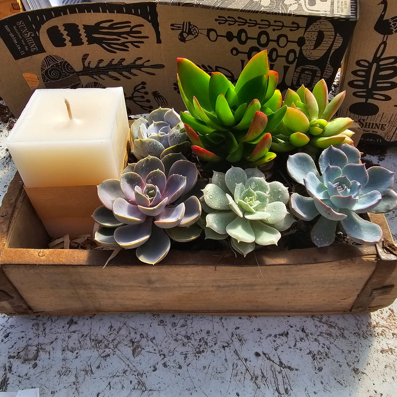 Surprise box מנגו