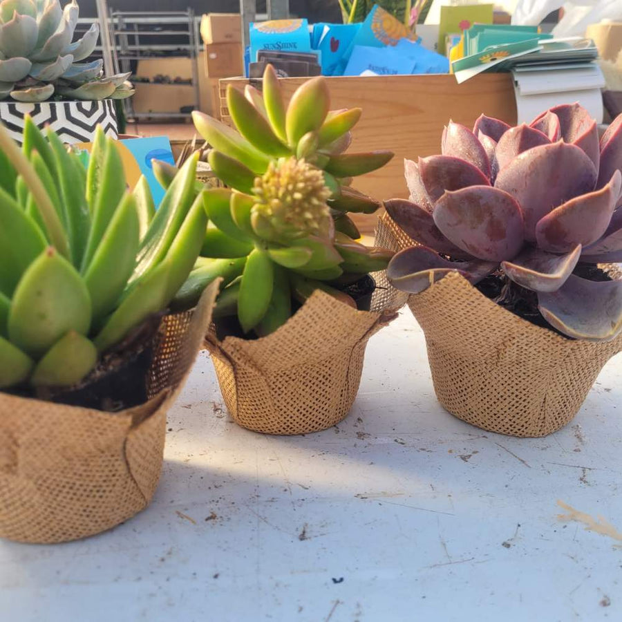 סוקולנט גדול וצבעוני באריזת יוטה