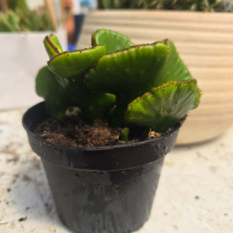Euphorbia flanaganii f. cristata