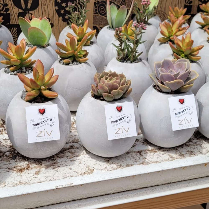 עציצים ממותגים