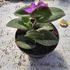 צמח עסיסי Tradescantia sillamontana