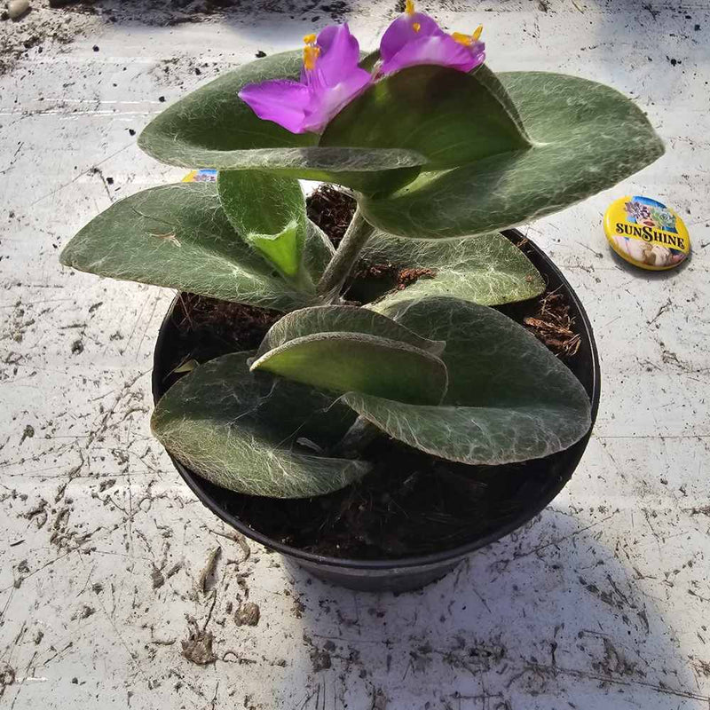 צמח עסיסי Tradescantia sillamontana