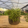 ריפסליס  (Rhipsalis) בכלי טרקוטה איטלקי