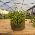 ריפסליס  (Rhipsalis) בכלי טרקוטה איטלקי