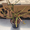 Euphorbia tirucalli 'Sticks On Fire