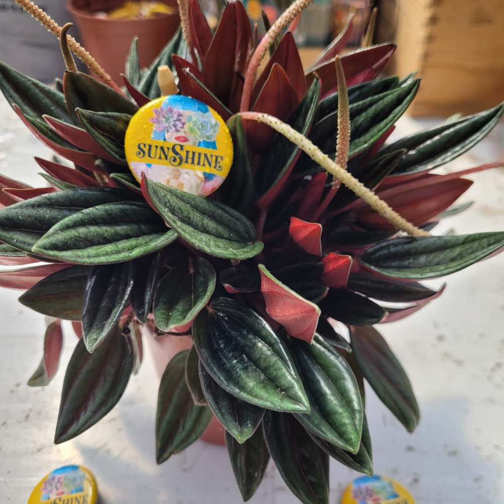 סוקולנטים פפרומיה רוסו