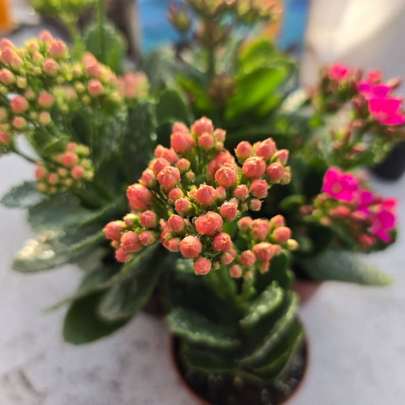 MINI MIX 5 ניצניות במגוון צבעים