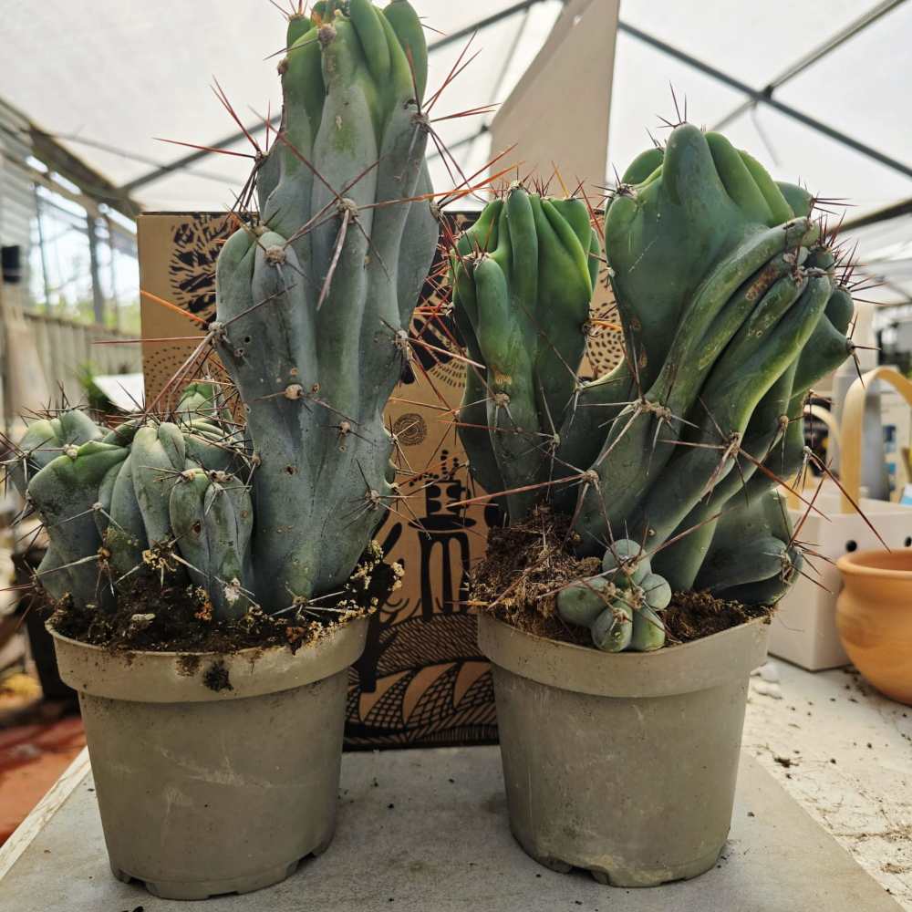 קקטוס Trichocereus מפוסל