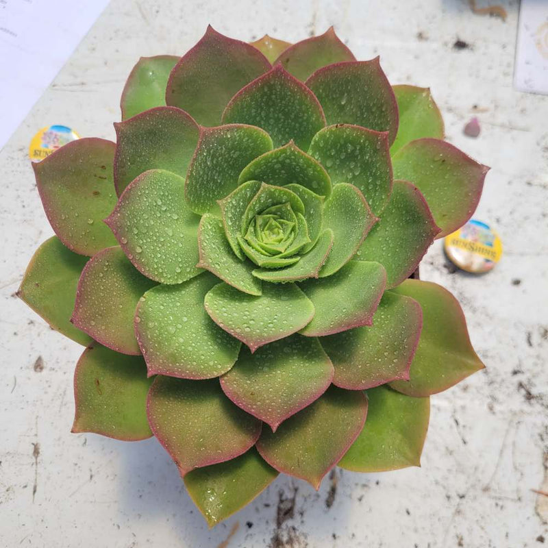 Aeonium מגוונת