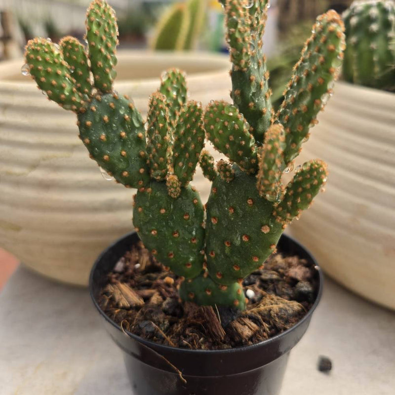Opuntia rufida f. monstrosa - Mini Cinnamon Cactus