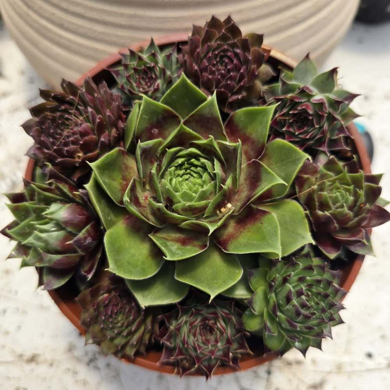 מנדלת Sempervivum