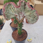 Euphorbia Lactea