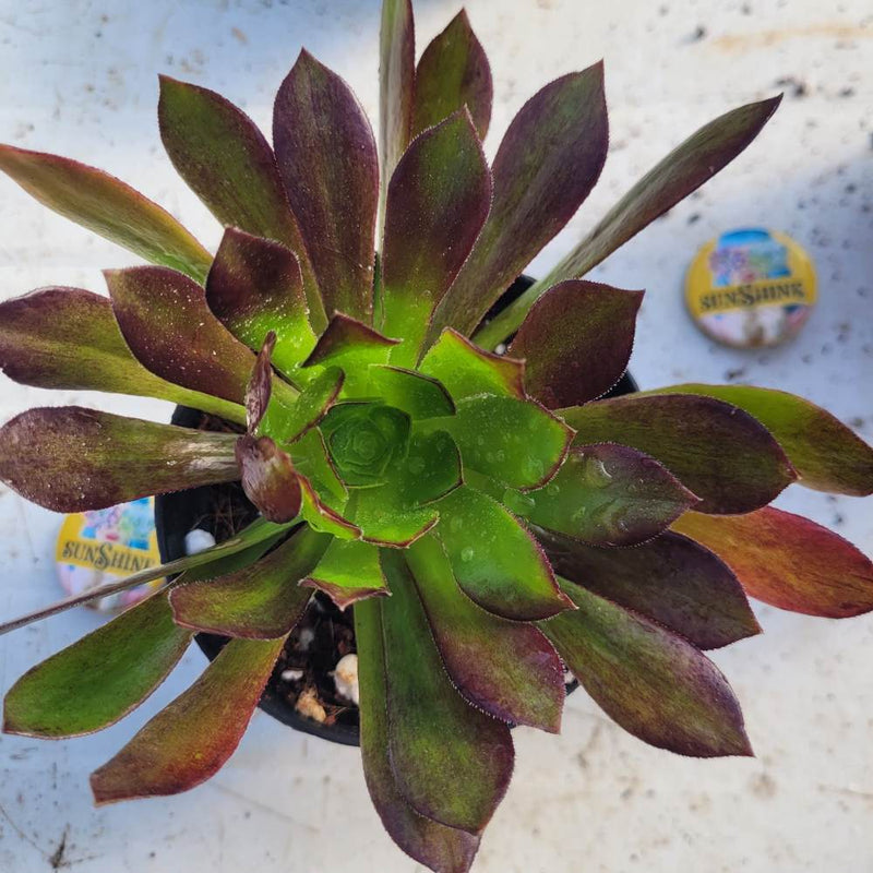 Aeonium arboreum 'Atropurpureum