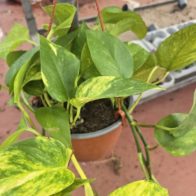 Pothos -Golden Pothos