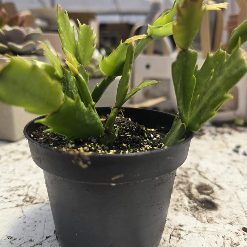 Zygocactus