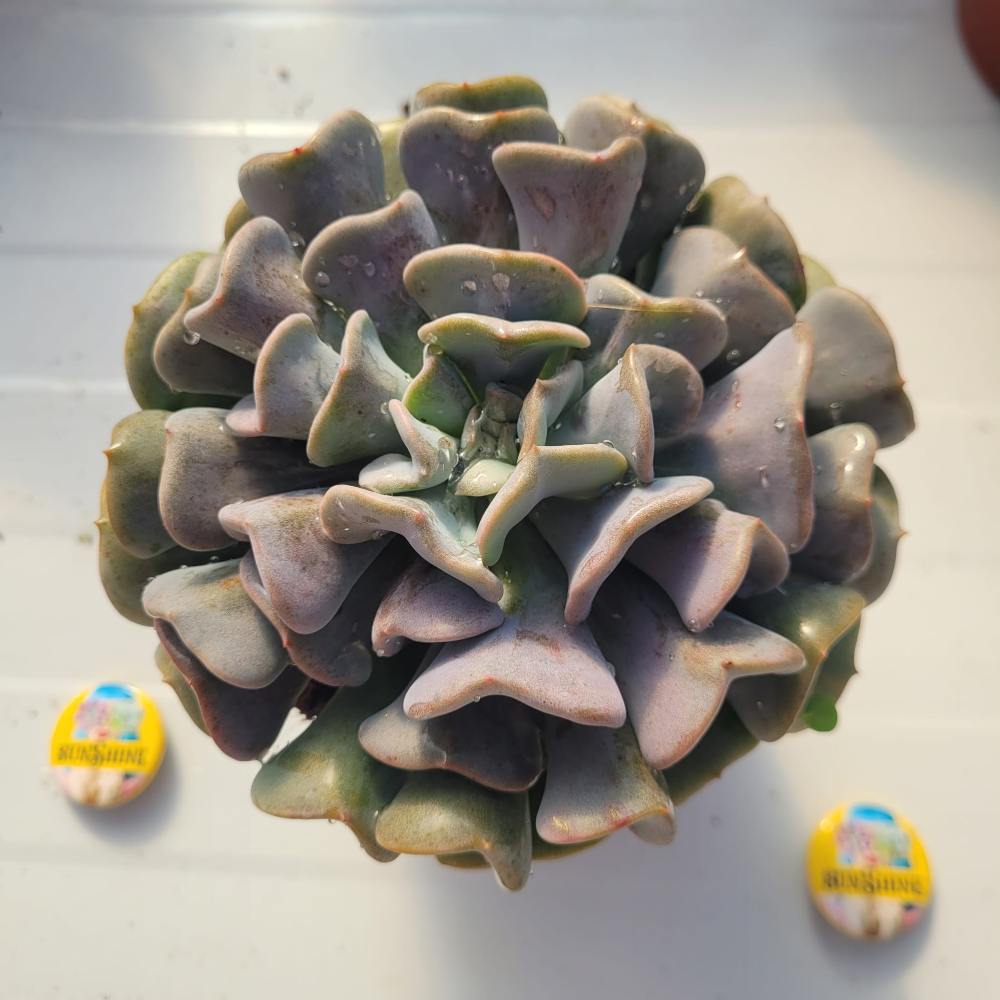Echeveria 'Cubic Frost'- גודל נדיר!