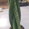 Sunsevieria Cylindrica