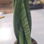 Sunsevieria Cylindrica