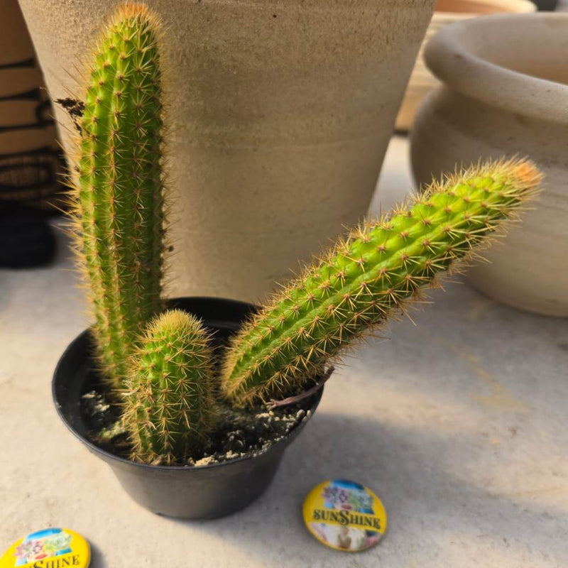 Hildewintera Aureispina Crestata