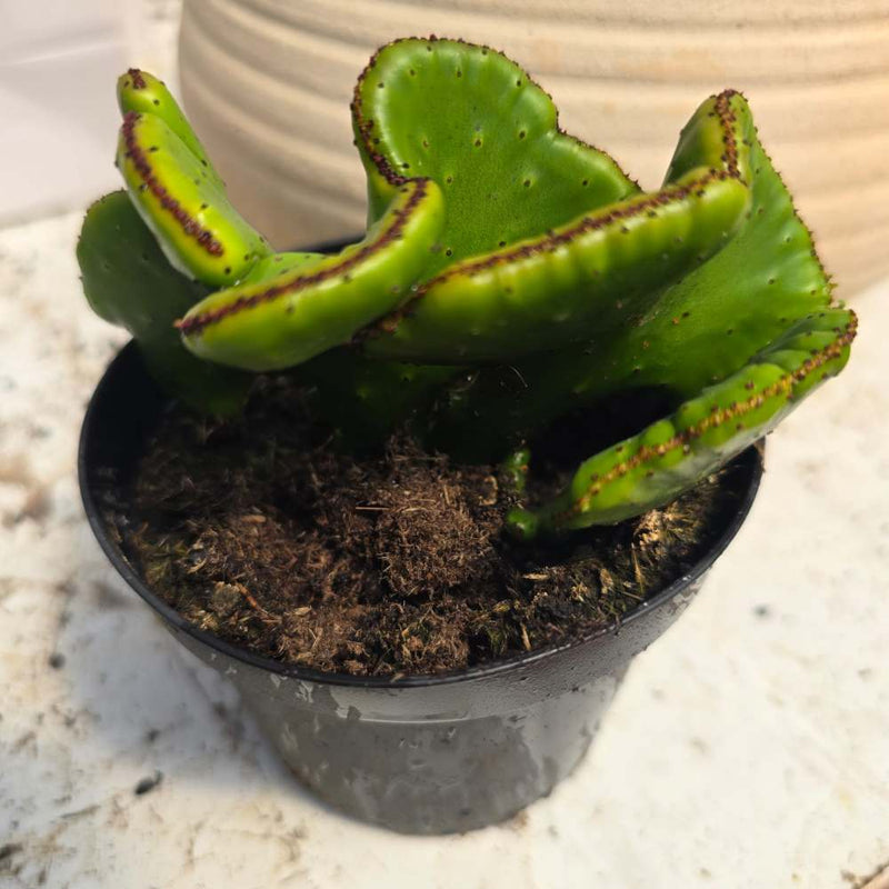 Euphorbia flanaganii f. cristata