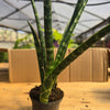 Sunsevieria Bacularis Fernwood