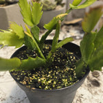 Zygocactus
