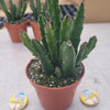 Stapelia