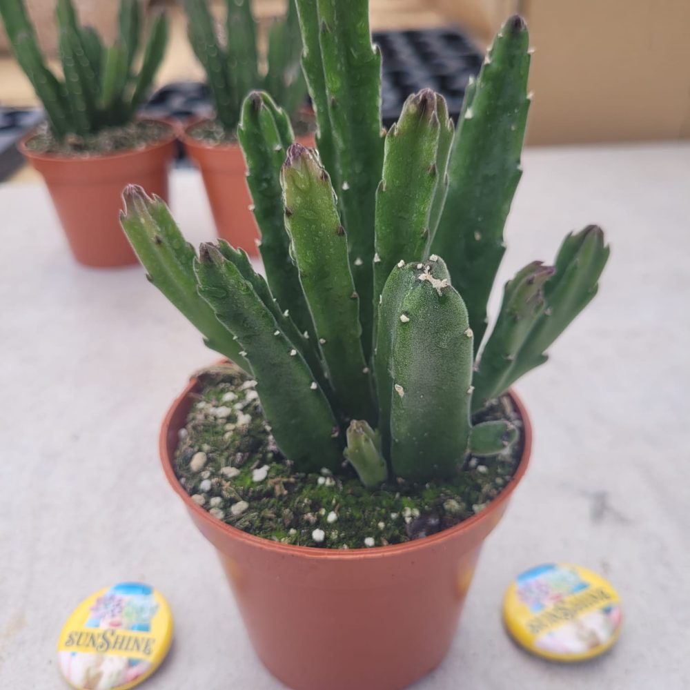 Orbea grandiflora (Stapelia)
