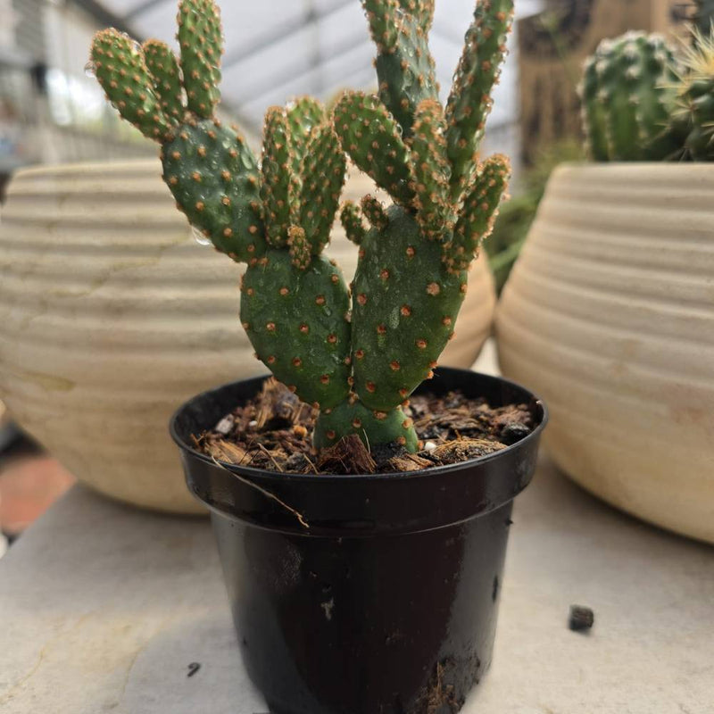 Opuntia rufida f. monstrosa - Mini Cinnamon Cactus
