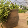ריפסליס  (Rhipsalis) בכלי טרקוטה איטלקי