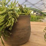 ריפסליס  (Rhipsalis) בכלי טרקוטה איטלקי