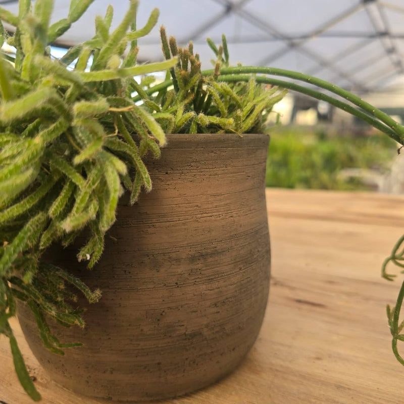 ריפסליס  (Rhipsalis) בכלי טרקוטה איטלקי