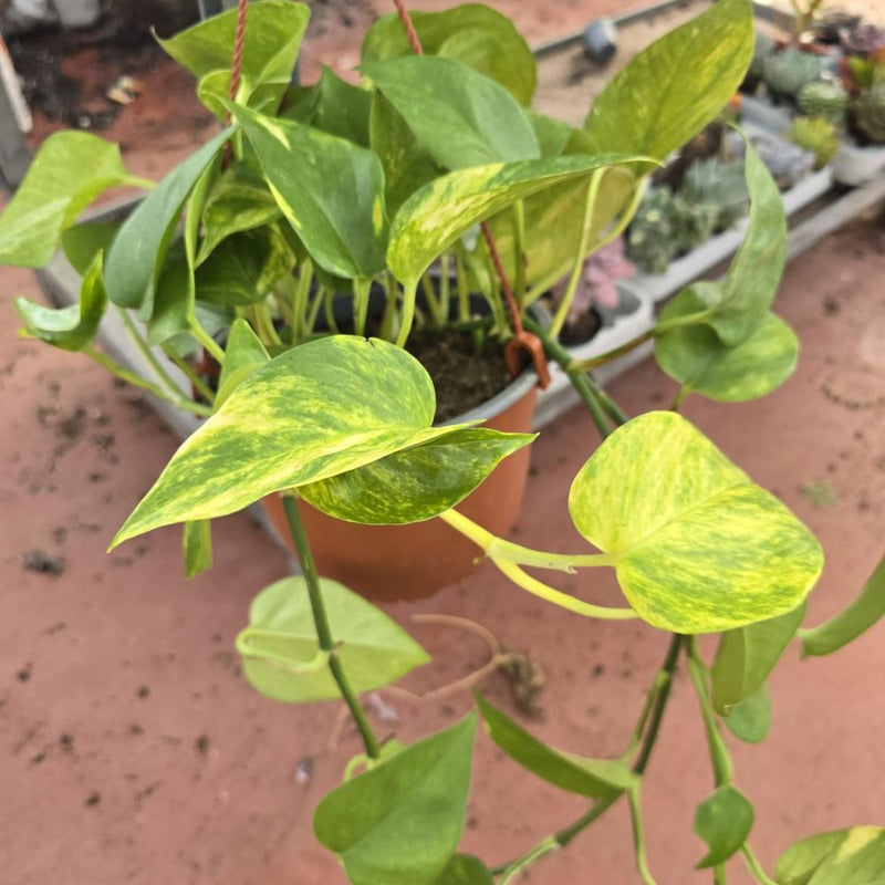 Pothos -Golden Pothos
