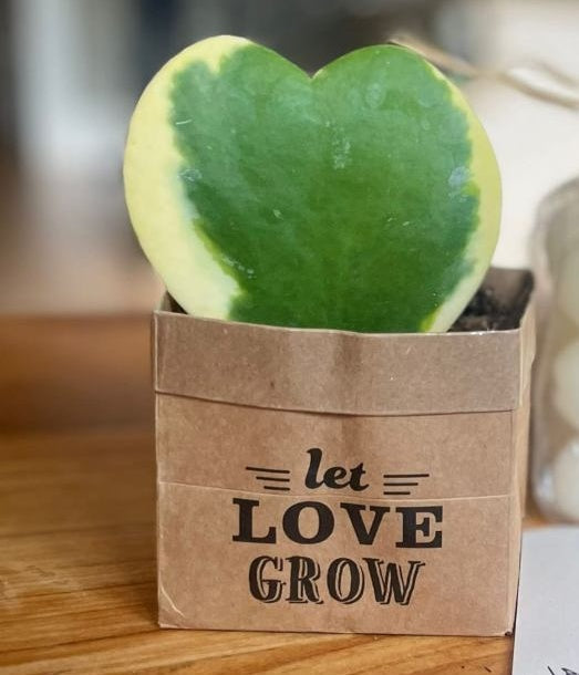 Succu Smile - Let Love Grow צמח בצורת לב