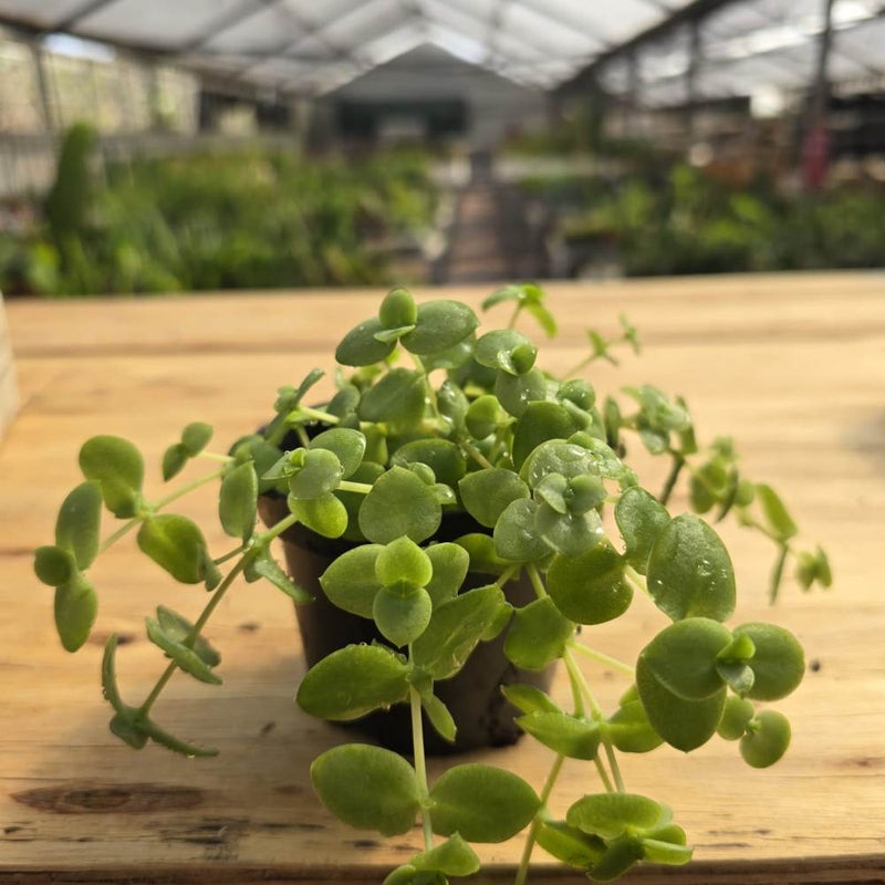 Sedum Green
