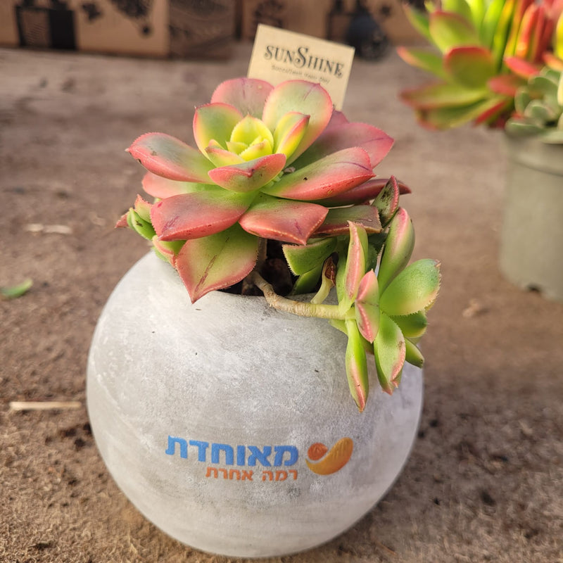 עציצים עם הקדשה