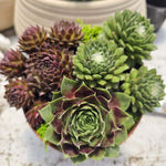 מנדלת Sempervivum