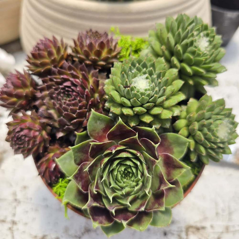 מנדלת Sempervivum