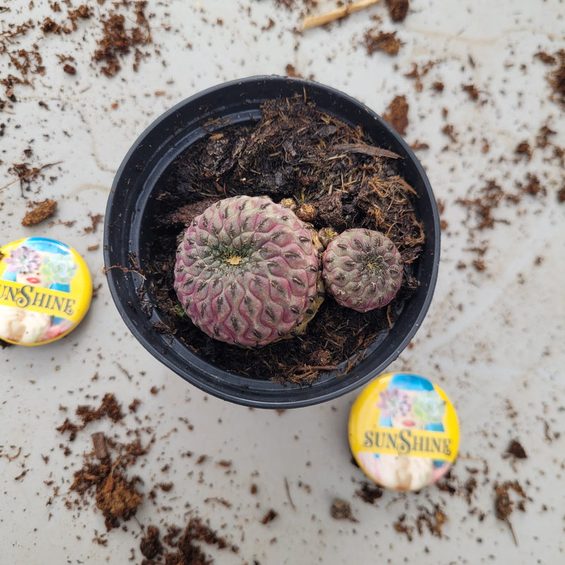 Sulcorebutia rauschii- זן נדיר