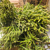 Rhipsalis