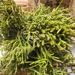 Rhipsalis