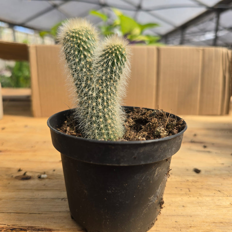Mammillaria elongata