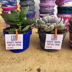 NET -אמנים מהגלריה
