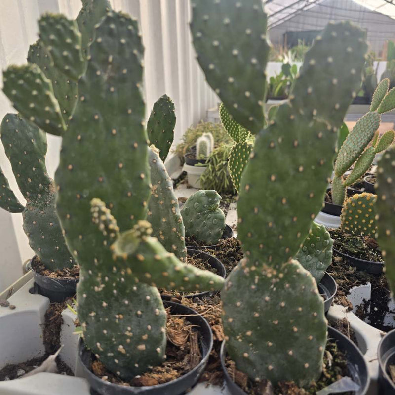 Opuntia Green