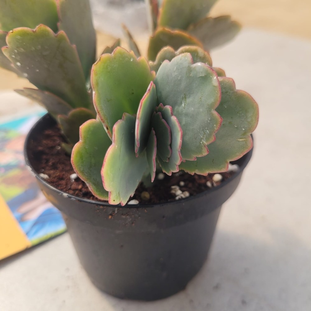 Kalanchoe marnieriana - Marnier's Kalanchoe