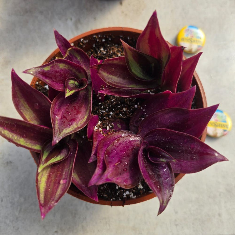 Tradescantia  purple